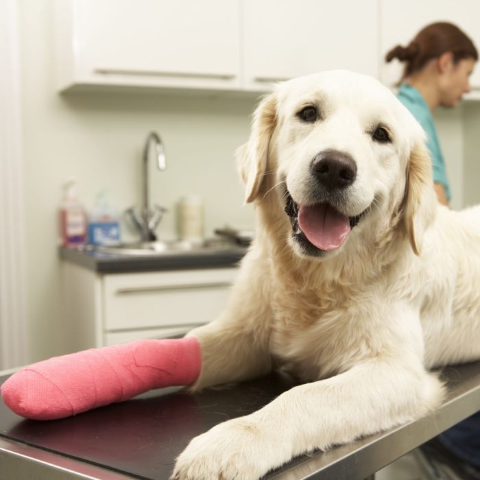 Golden retriever with pink bandage on front leg lying on vet exam table, smiling at animal clinic